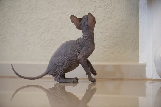 Neugieriges Don Sphynx K&auml;tzchen in seinem Zuhause