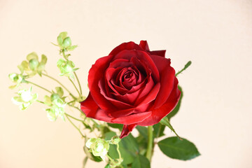 赤薔薇とエクレール