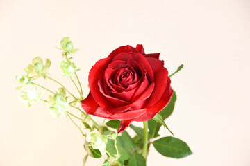 赤薔薇とエクレール