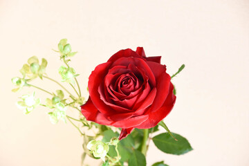 赤薔薇とエクレール