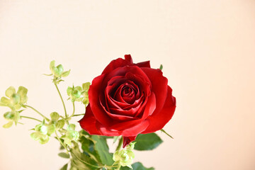 赤薔薇とエクレール