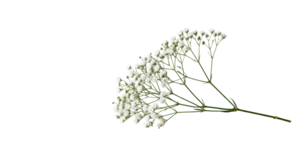 Elegant single white baby's breath sprig with intricate blossoms on a smooth matte white surface, shallow depth of field, soft light, natural beauty concept