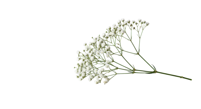 Elegant single white baby's breath sprig with intricate blossoms on a smooth matte white surface, shallow depth of field, soft light, natural beauty concept