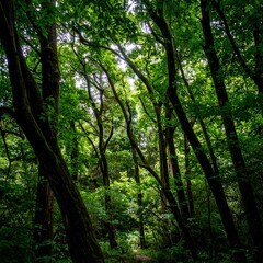 Obraz premium Lush forest canopy. Sunlight filters through thick trees