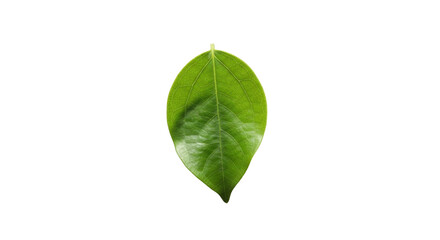 Vivid Green Leaf Isolated on Transparent Background Natural Botanical Detail
