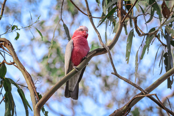 Rose-breasted Cockatoo Against a Bright Blue Sky