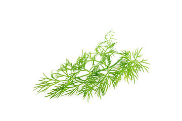 Dill isolated on white background. Fresh organic greens. Dill plantation. Dill leaves. Bunch of spring young dill. Vitamins. Fiber. Aromatic culinary spice.