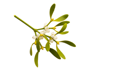 Green branch with white berries and elongated leaves on Transparent Background