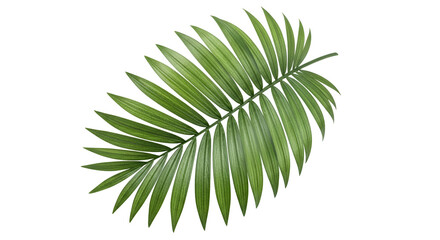 Green Palm Leaf on Transparent Background Natural Tropical Plant