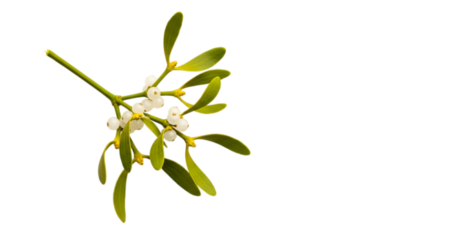 Green branch with white berries and elongated leaves on Transparent Background