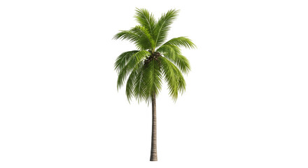 Palm Tree with Green Fronds and Tall Trunk on Transparent Background