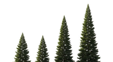 Tall Green Pine Trees Standing in Natural Forest Scene