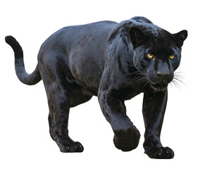 Stealthy Black Panther Illustration PNG