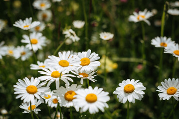 Wild chamomile flowers growing in a meadow. Field of chamomiles