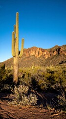Tall saguaro cactus in desert landscape