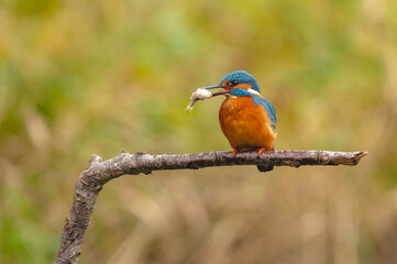 Martin-p&ecirc;cheur qui chasse ( Avec accentuation, R&eacute;duire le bruit )
