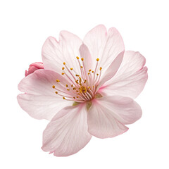 Obraz premium cherry blossom isolated on white