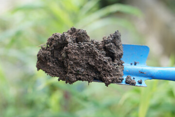 Soil sample with a blue shovel for quality inspection, testing fertility and nutrients for...