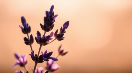 Lavender Blossoms in Sunlight