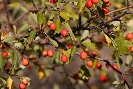 rose hips on a bush


