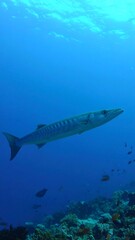 Fototapeta premium Underwater shot of a fish (1)