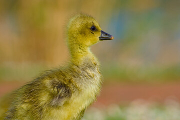 Close-up side view of a greylag gosling (Anser anser) in its natural habitat, showing fluffy down feathers