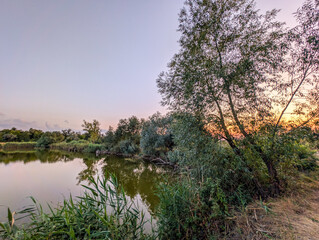 A peaceful evening on a still pond, reflecting the lush green and brown reeds and trees on the...