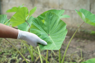 Hand in glove holding green leaf of plant for growth observation, symbolizing agriculture care,...