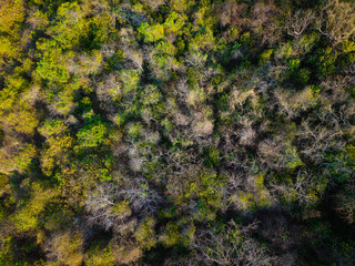 Aerial view various tree leaf tropical rainforest on island background