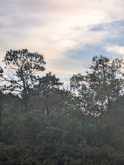 Obraz premium A view of dense forest treetops and shrubs under a cloudy but bright sky, with the sun's warm light filtering through the clouds, highlighting the varied textures of the trees in late afternoon.