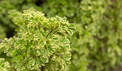 Variegated Green and Yellow Foliage of Polyscias Shrub, Decorative Tropical Plant with Textured Leaves for Garden and Nature Background