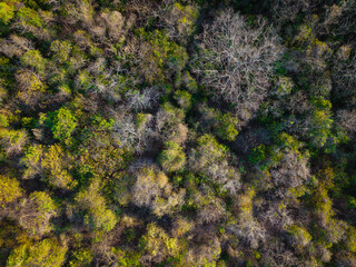 Aerial view various tree leaf tropical rainforest on island background