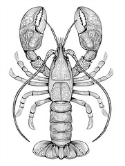 Lobster coloring page illustration
