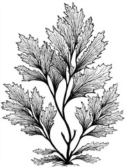 Detailed black and white seaweed leaf botanical illustration
