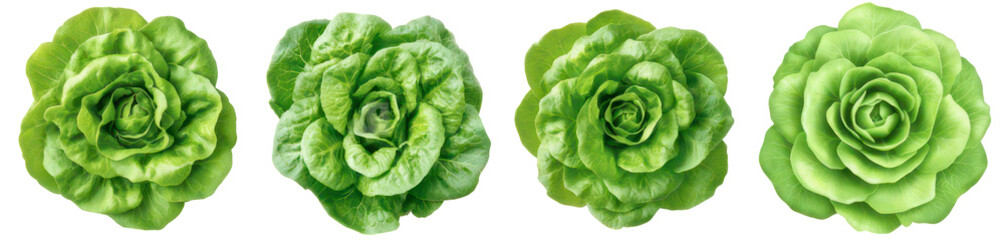 Four fresh butter lettuce heads are displayed against a stark black backdrop, showcasing their bright green color.