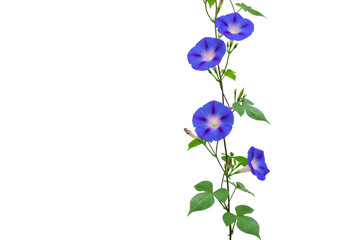 Vibrant morning glory vine, deep purple-blue flowers, fresh green leaves, buds, isolated on transparent, concept of natural purity and vitality