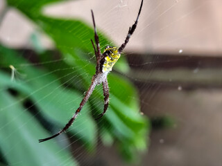 A striking yellow and black striped spider, with a trap web with an intricate pattern, on a blurred...
