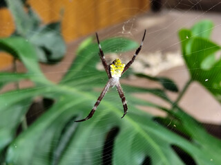 A striking yellow and black striped spider, with a trap web with an intricate pattern, on a blurred...