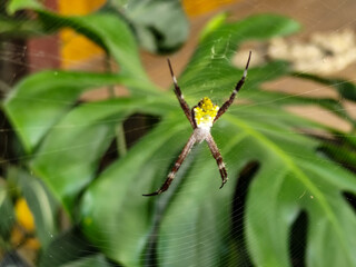 A striking yellow and black striped spider, with a trap web with an intricate pattern, on a blurred...