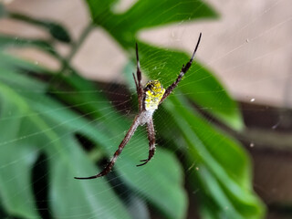 A striking yellow and black striped spider, with a trap web with an intricate pattern, on a blurred...