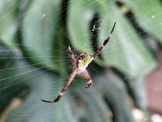 A striking yellow and black striped spider, with a trap web with an intricate pattern, on a blurred...