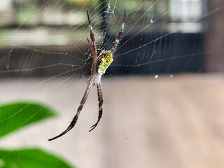 A striking yellow and black striped spider, with a trap web with an intricate pattern, on a blurred...