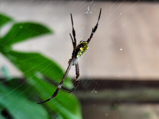 A striking yellow and black striped spider, with a trap web with an intricate pattern, on a blurred background.