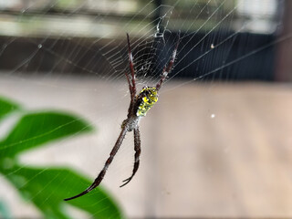 A striking yellow and black striped spider, with a trap web with an intricate pattern, on a blurred...