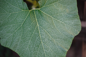 a large green leaf with a veined texture