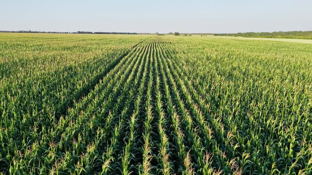 Maize corn field growing in rows, landscape with growing cornfield. Aerial view above Cornfield
