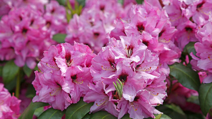 Spring blooming Rhododendron hibrid Kokardia