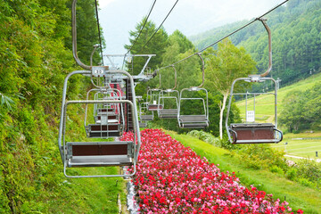 Mountain Plateau Ropeway with Green Forest and Red Flowers