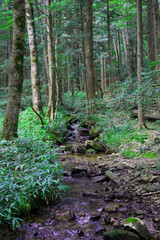 Peaceful Summer Highland Forest Stream with Moss and Healing Green Background