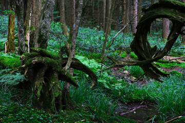 Peaceful Summer Highland Forest Path with Moss and Healing Green Background